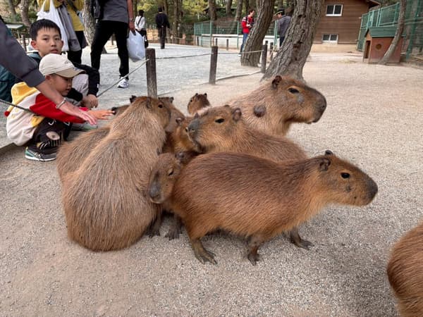 Normalmente, los carpinchos se acurrucan debido al frío