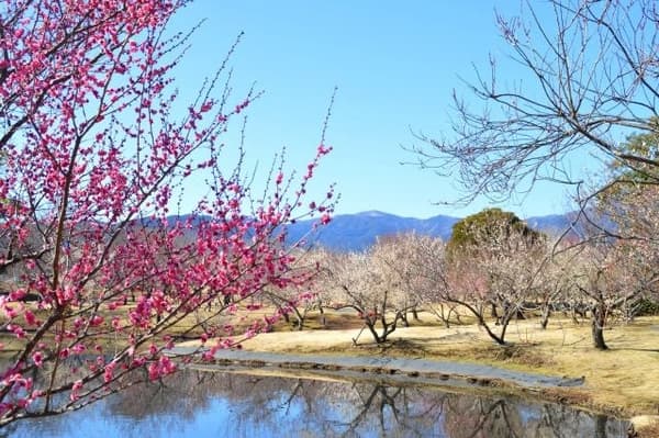 從小田原花園梅林看到的丹澤山脈景色