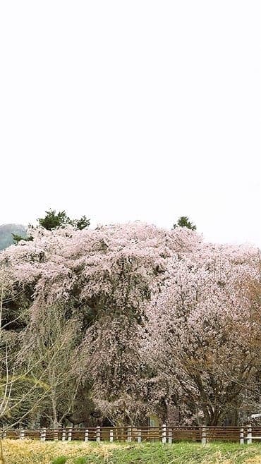 Weeping cherry trees at Shirazu no Sakura