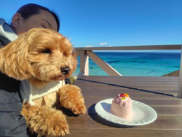 Golosinas para perros