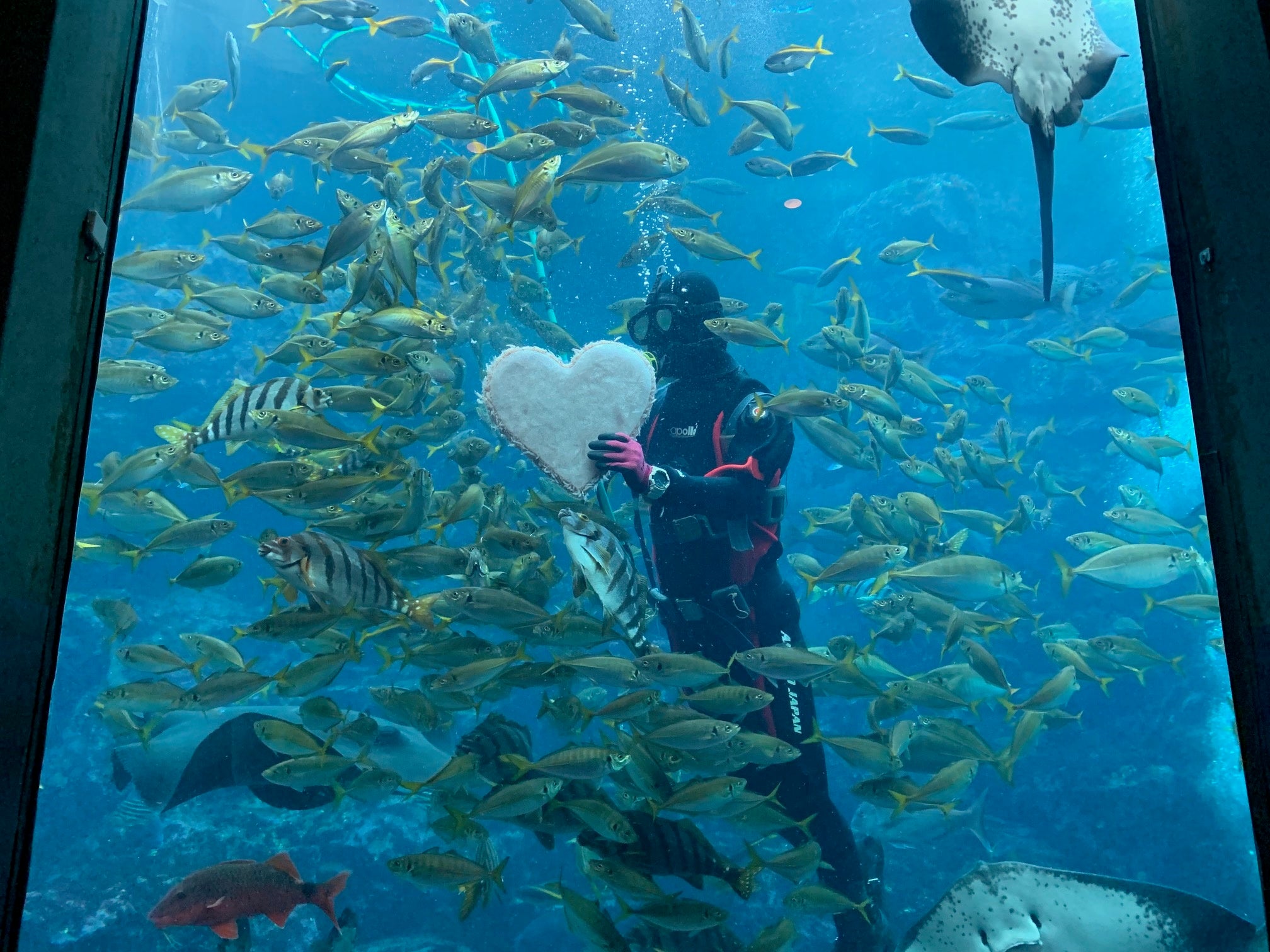 Fish gathering around heart-shaped krill