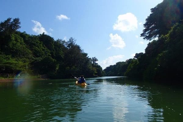 Mangrove Kayaking
