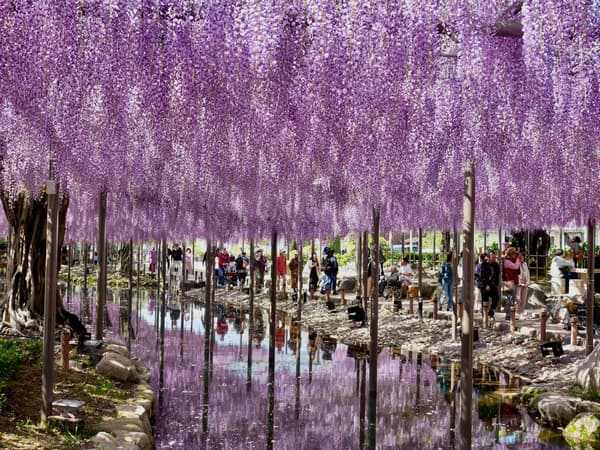 Wisteria blooms in daytime