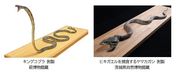 Venomous creatures display