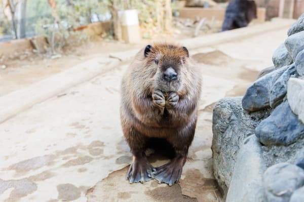 Yamabuki, the newly arrived female American Beaver