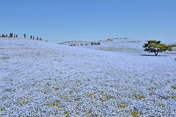 Full bloom – Best viewing