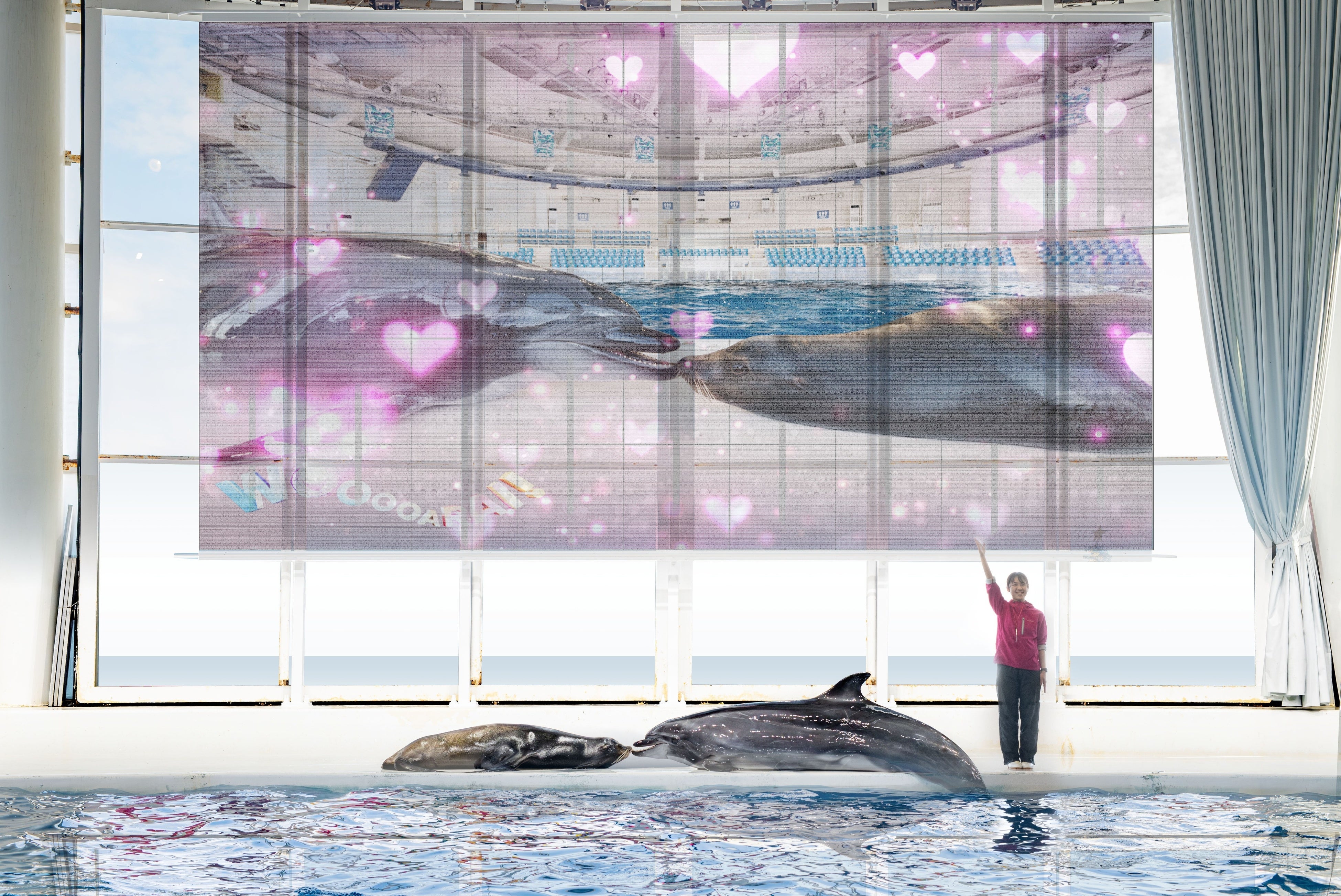 Combined performance of dolphins and sea lions