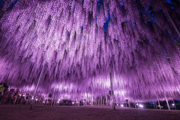 Great Wisteria illuminated at full bloom 2 (archive photo)