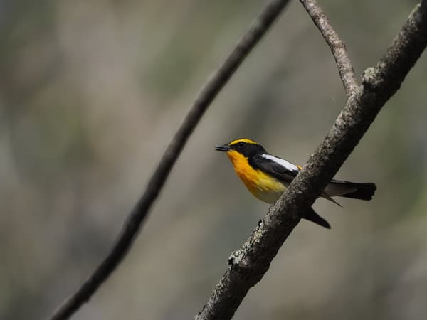 사진: 스가와라 다카노리 (노랑딱새) — OM-1 Mark II로 촬영