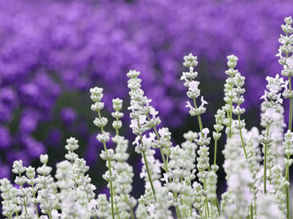 Lavanda blanca floreciendo en la ciudad de Misato