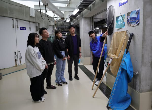 Zona del patio trasero de la Isla Tropical