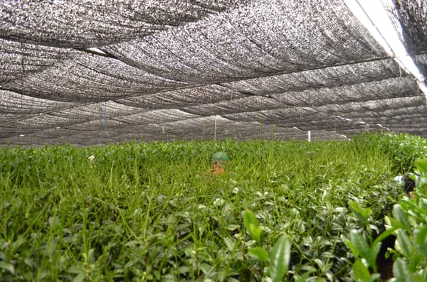 Hojas de té bajo cultivo a la sombra (=tencha)