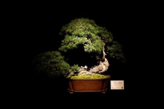 Omiya Bonsai Museum replica