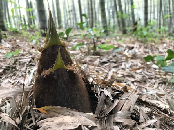 Bamboo shoot picking