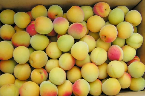 Near-ripe Kishu Nanko plums for Umesuke