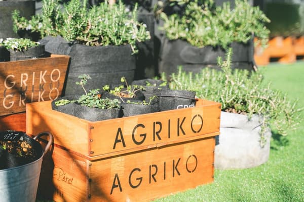 Pengalaman bertani di perkotaan