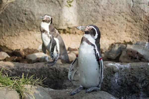 Exhibición de pingüinos con pingüinos de Humboldt y polares