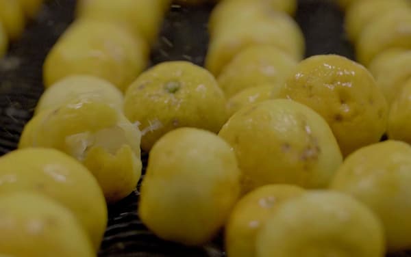 Cultivo de cítricos en la aldea de Sanagochi