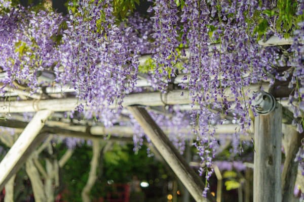 Kameido Tenjin wisteria in bloom