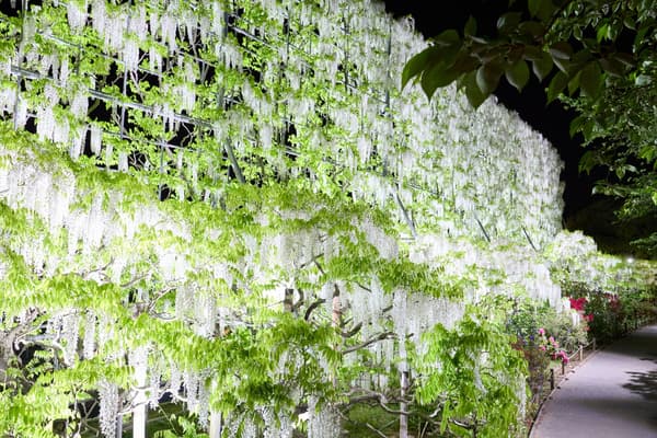 White Wisteria illuminated at full bloom 3 (archive photo)