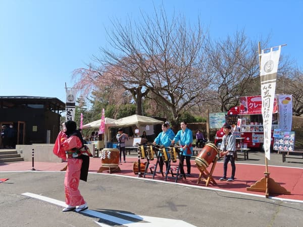 在照明地點點亮的櫻花