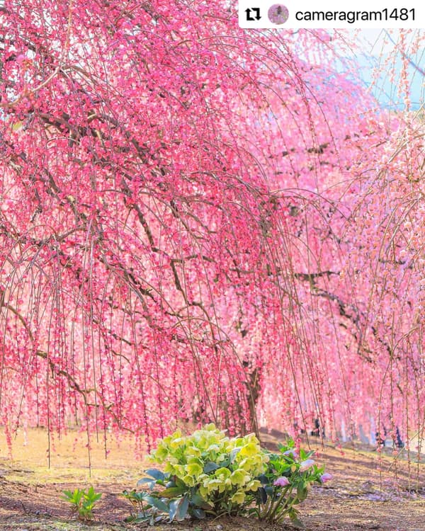 Christmas roses coloring the base of the famous plum trees (2025 Photo Contest Winner @cameragram1481)