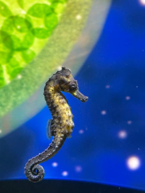 Spotted Seahorse