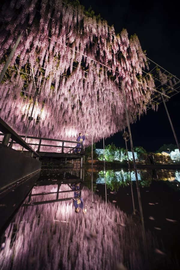 Great Wisteria illuminated at full bloom 4 (archive photo)