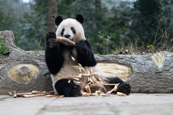 Panda photo