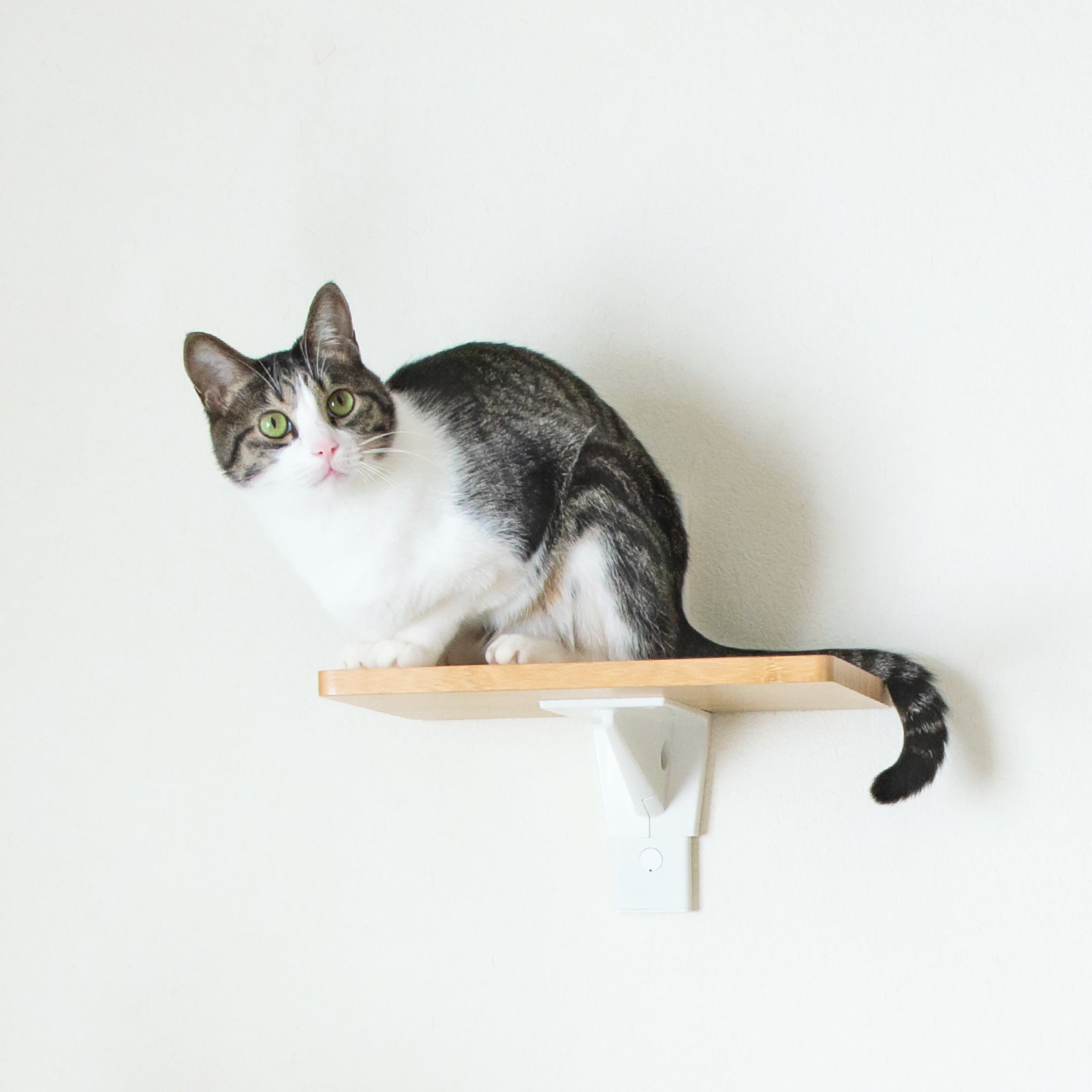 การแสดงภาพแนวคิดของแบรนด์