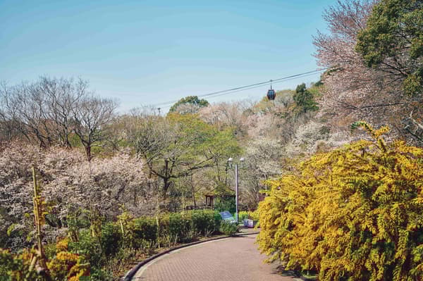 一条充满含羞草和早春花卉的步道