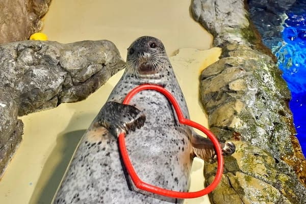 海豹狂野实况观赏