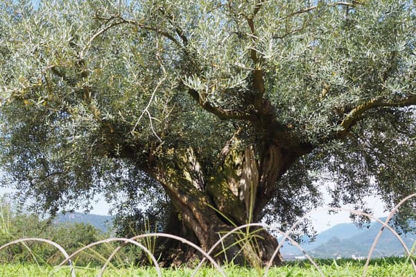 Thousand-year-old olive tree