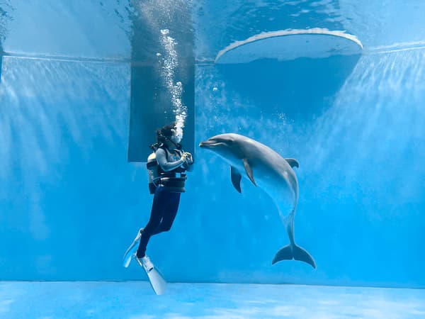 Espectáculo submarino de delfines