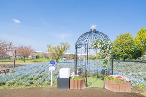 以粉蝶花田為背景、四周繁花環繞的穹頂花架拍照景點