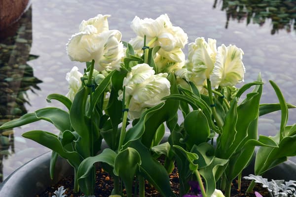 Variedad Super Parrot con pétalos distintivos