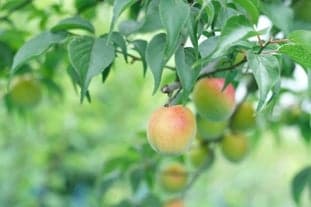 在梅園中觸摸樹上正在生長的青梅