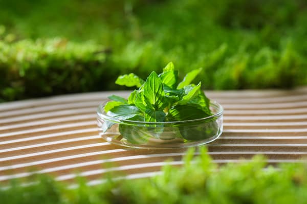 象徵新芽萌發的新鮮香草
