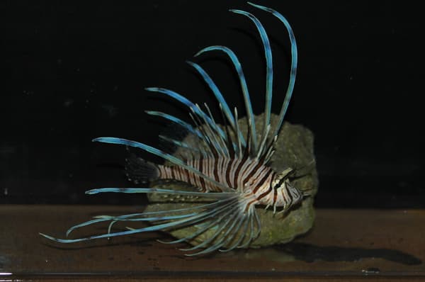 笼笼鲷，其黄色着色让人联想到油菜花