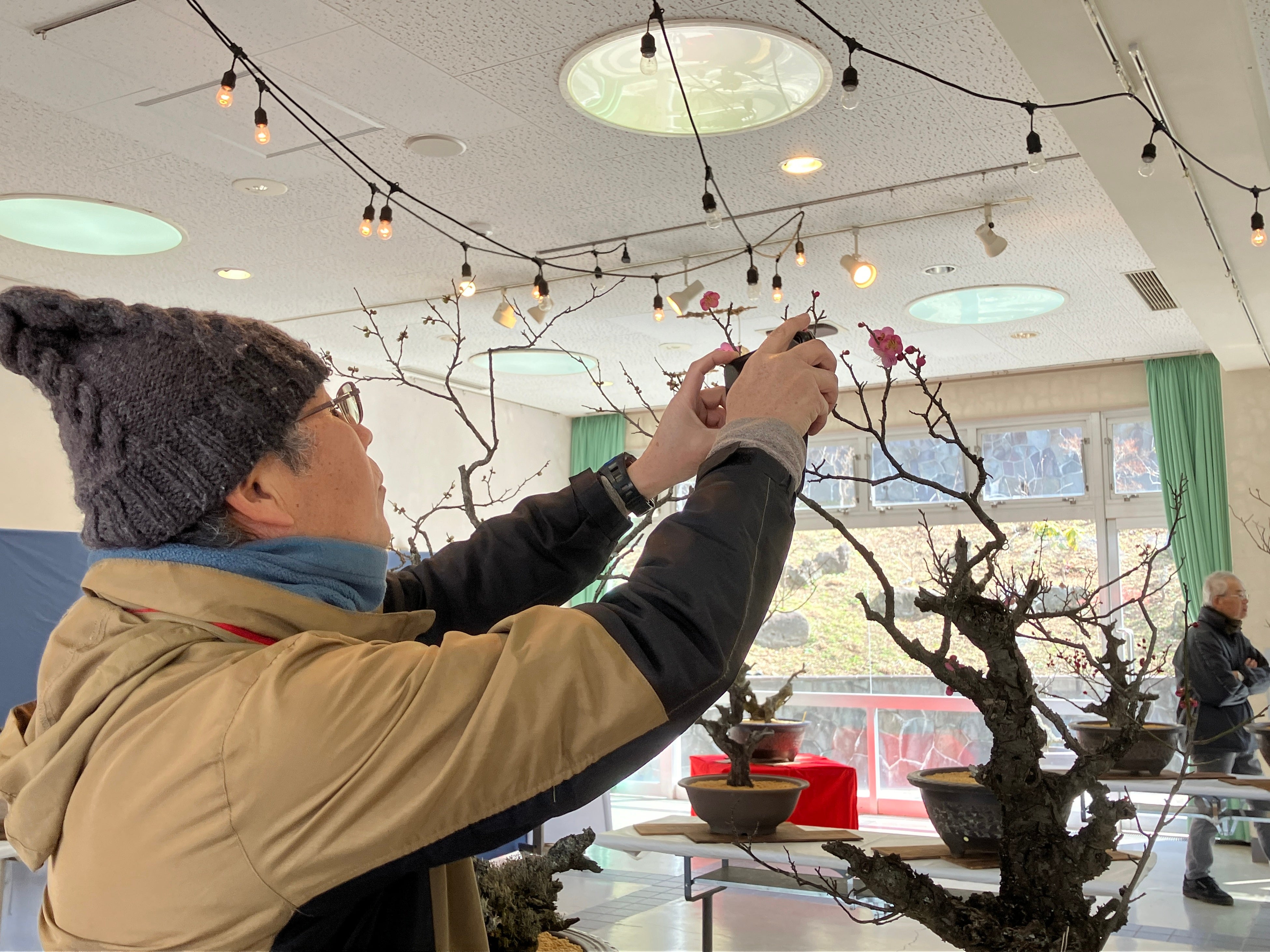 Previous year's bonsai plum exhibition
