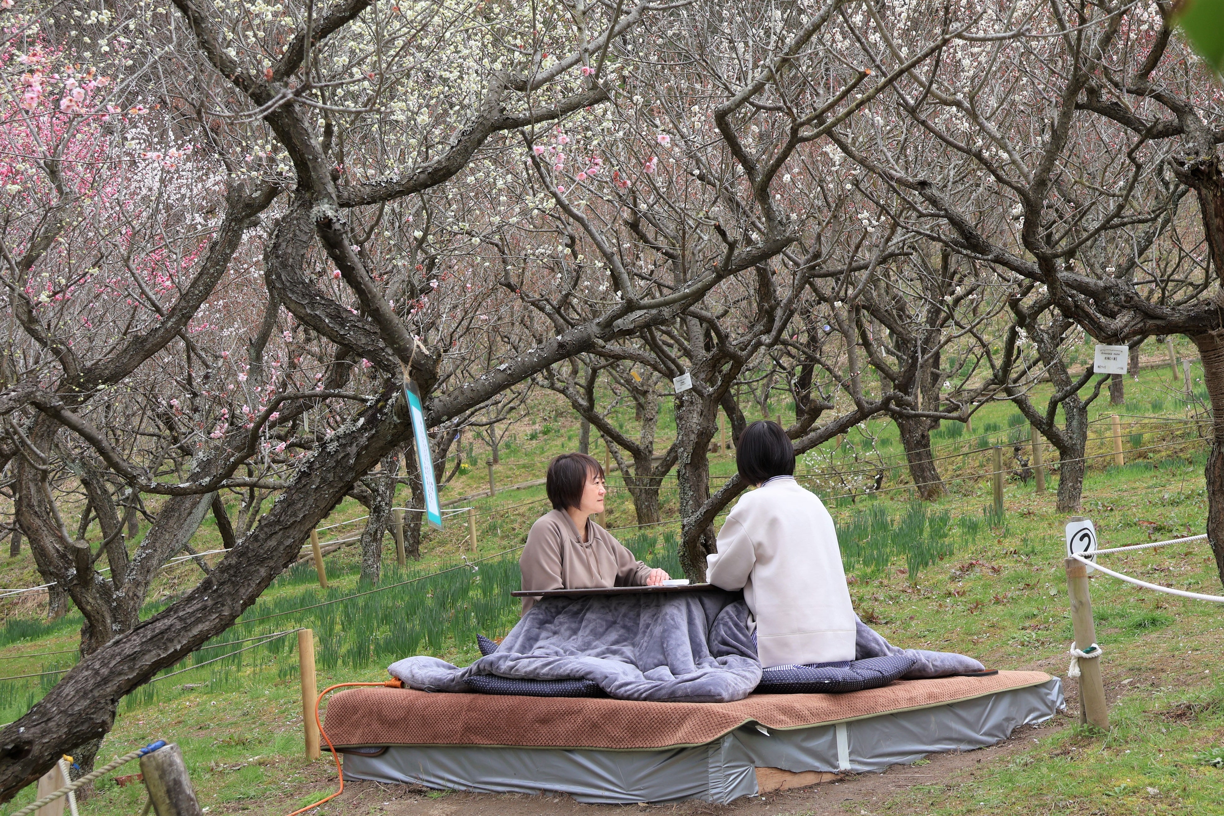 Kotatsu in the plum garden