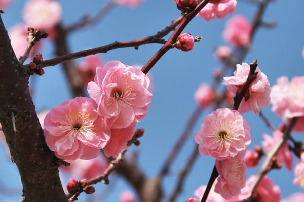 晚開品種「楊貴妃」