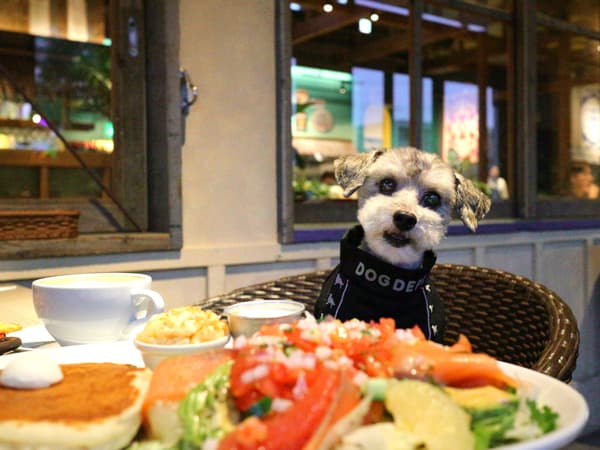 Dog-friendly terrace image