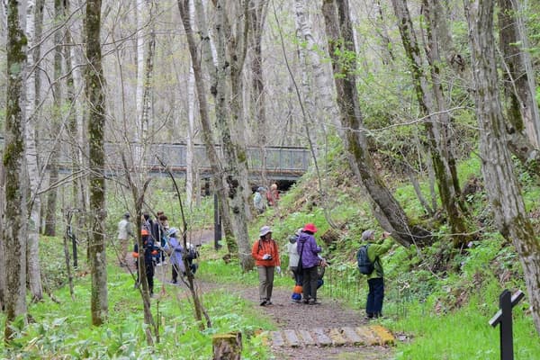 Shirane Aoi wildflowers at Takino
