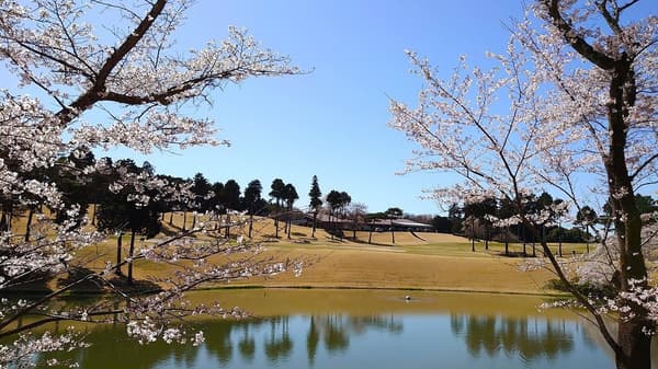 무사시가오카 골프 코스 – 코스의 벚꽃