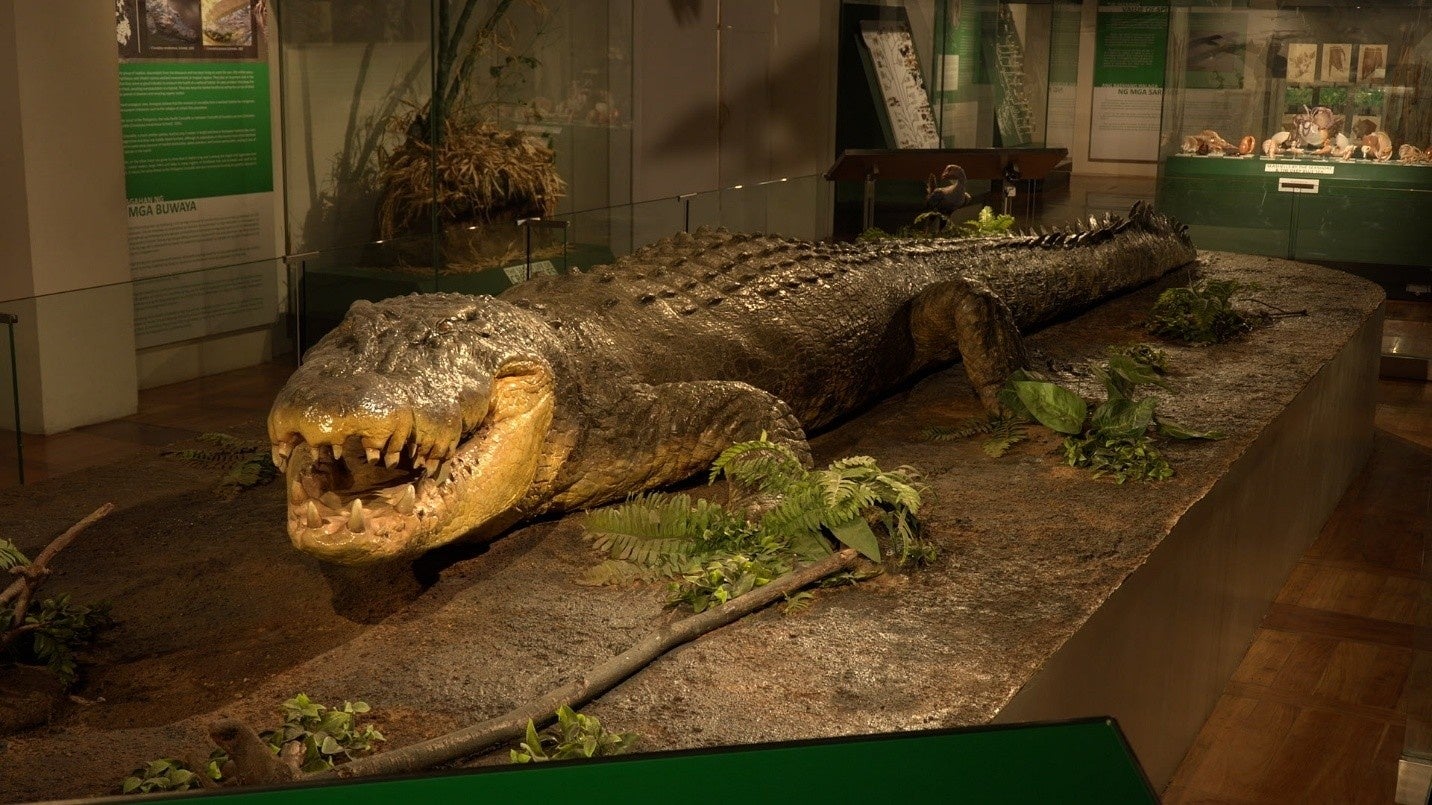 Lolong - Large adult male saltwater crocodile