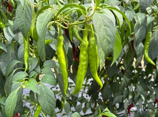 Nishiwaga Town-grown green chili peppers