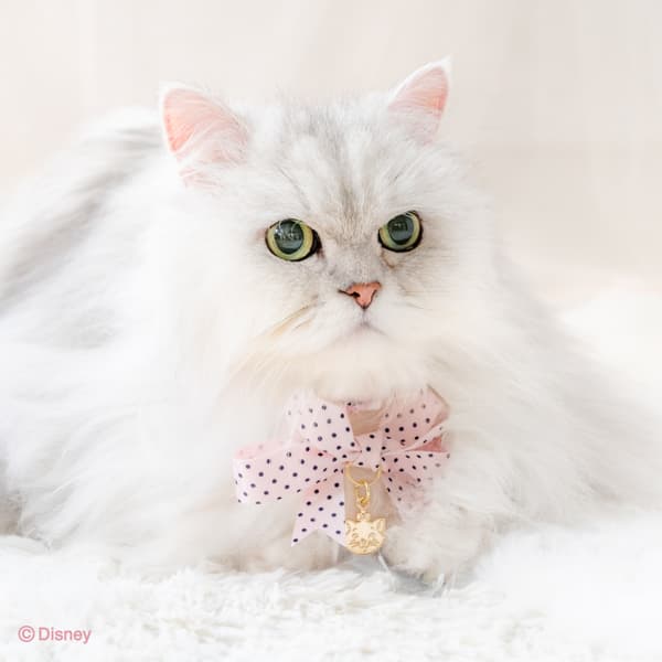 Marie Dot Ribbon Collar - Front View