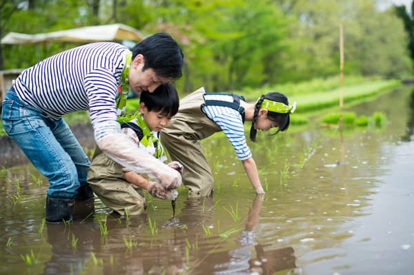 Experiencia de plantación de arroz en arrozales de primavera
