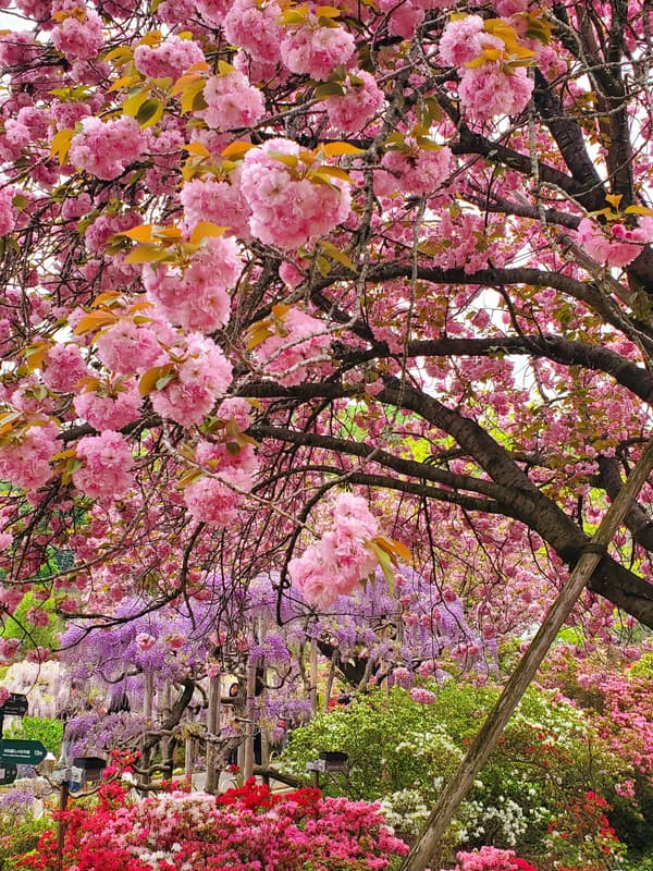Double-petaled cherry blossoms at full bloom (archive photo)